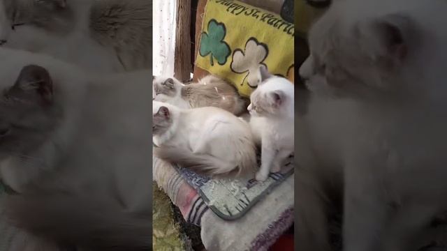 Были бродячие, а теперь-Родные! ❤❤❤ #cat