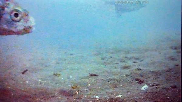 Тащим подлещика .Глубина 11м,пасмурно ,лед 40см .112.01.21