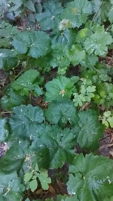 От мучнистой росы брызгаем сейчас Оидиум Сенная палочка #shorts смотреть онлайн