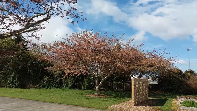 Tui birds at Stratford Primary смотреть онлайн