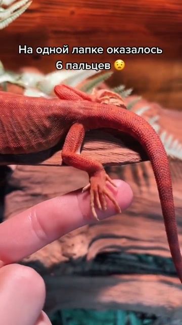 Оставить себе или продать? #агама #бородатаяагама #ящерица #рептилии #экзотика #зоомагазин