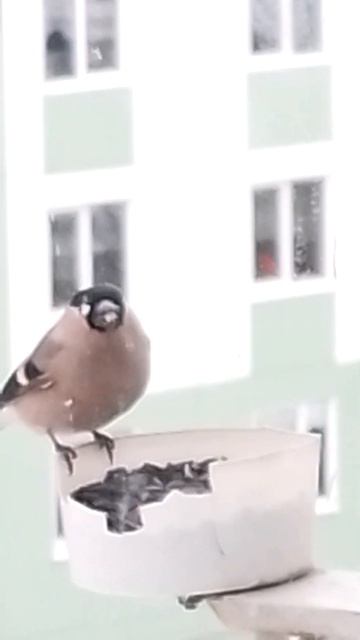 Снегирь самка смотреть онлайн