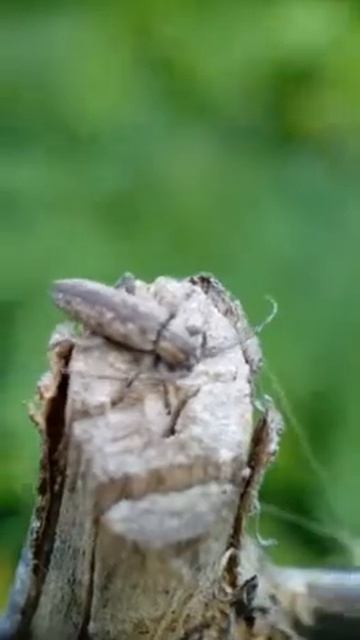 cerambycidae смотреть онлайн
