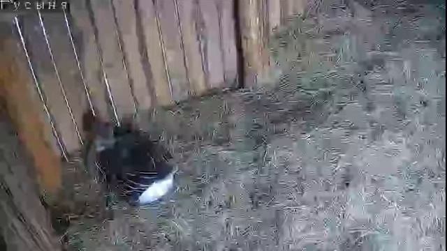 Гусыня смотреть онлайн