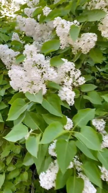 Цветёт сирень смотреть онлайн