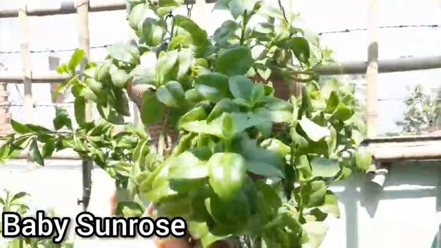 20 Best Plant Cuttings to Grow in Monsoon || Pooja's Garden смотреть онлайн
