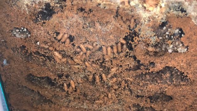 Odontomachus monticola смотреть онлайн