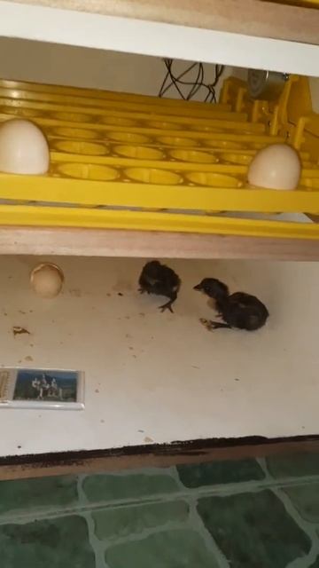 Homemade Incubator || From egg to chick || #Short смотреть онлайн