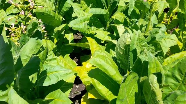 Табак 24 июня... смотреть онлайн