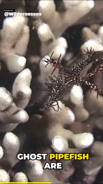 Ghost Pipefish: Masters Of Camouflage | Wildlife Animal |  | Wilderness #shorts