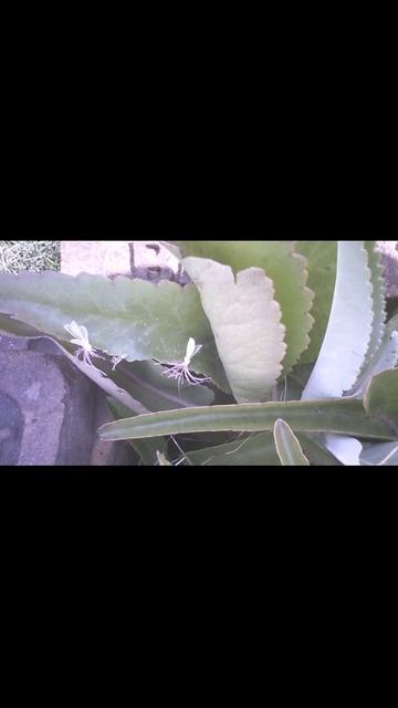 Asexual reproduction in Bryophyllum смотреть онлайн