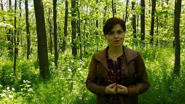 Холодний Яр: цвіте левурда / Суботів: Іллінська церква / Три криниці / Купальня смотреть онлайн