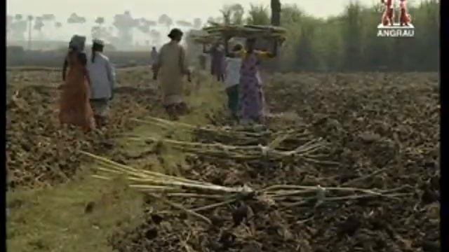 sugarcane fertilizer management 2 смотреть онлайн