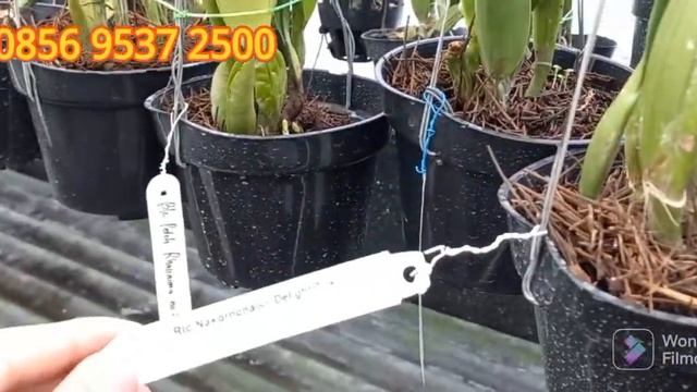 ANGGREK CATTLEYA IMPORT THAILAND - PLANT KONDISI DEWASA RIMBUN SIAP BERBUNGA MURMER POKOKYA YU ORDE смотреть онлайн
