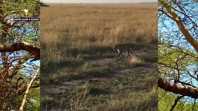 BIG 5 Cats Found In Kenya - Africa 2019 |Award Safaris