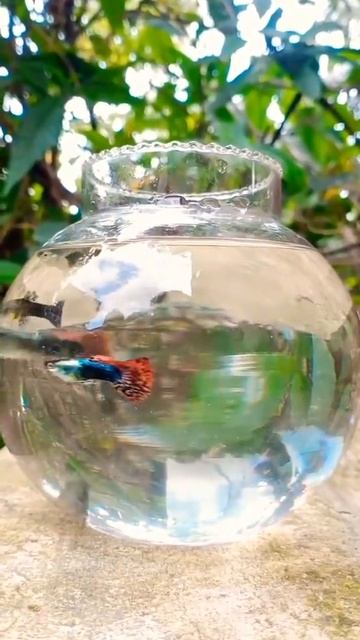 Red dragon 🐉🐉🔥🔥guppy/❤😍#shorts смотреть онлайн