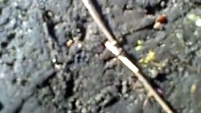 чудо муравей+чудо коментарий смотреть онлайн