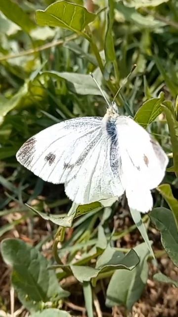 #shortvideo #viralvideo #youtubeshorts #animals #nature #butterfly #mariposa #youtuber #ytshorts