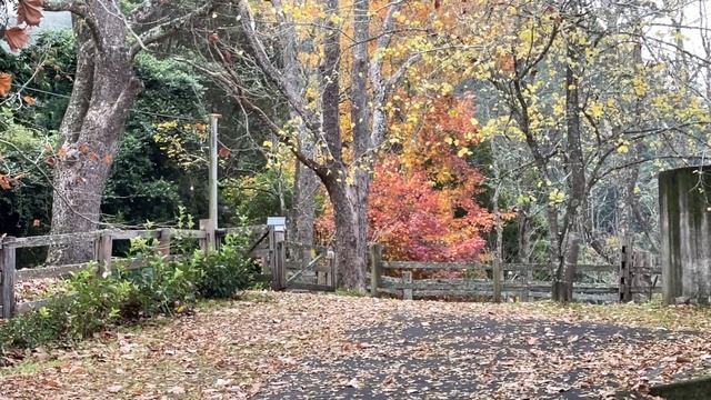 Abscission - Maple Leaves смотреть онлайн