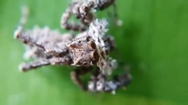 Singapore Bugs Portia Labiata Jumping Spider Weird Spider insect macro video смотреть онлайн