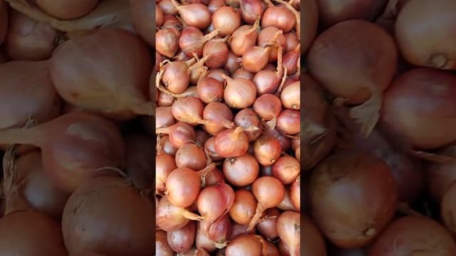 Лук и чеснок надо досушить в тени смотреть онлайн