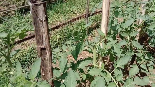 paano magtanim ng kamatis gamit ang organic farming.... смотреть онлайн