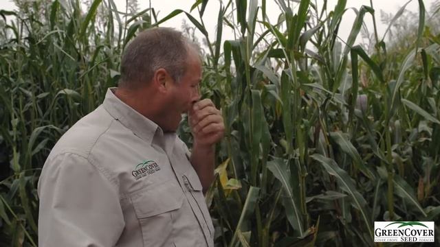 BMR Corn Cover Crop | Test Plot Summer 2016 смотреть онлайн