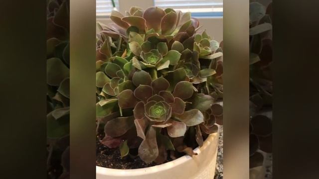 My Aeonium Blushing Beauty