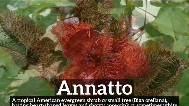 How to Say Annatto in English? | How Does Annatto Look? | What is Annatto? смотреть онлайн