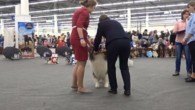 5   кобели, промежуточный класс