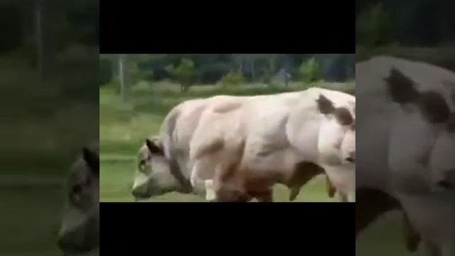 Самый большой бык в мире