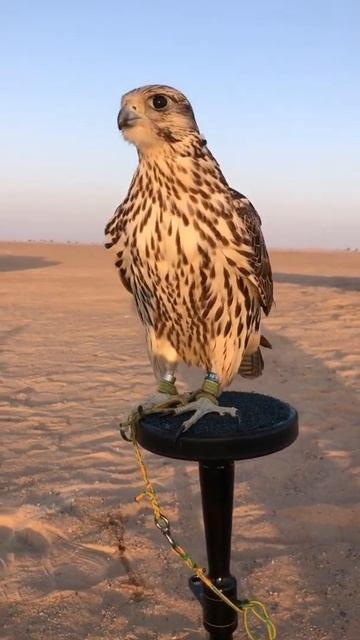 Gorgeous saker falcon take rest after hunting #short vedio