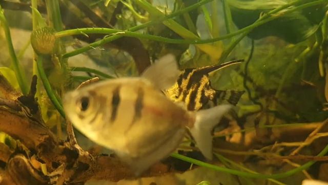 Pterophyllum scalare смотреть онлайн