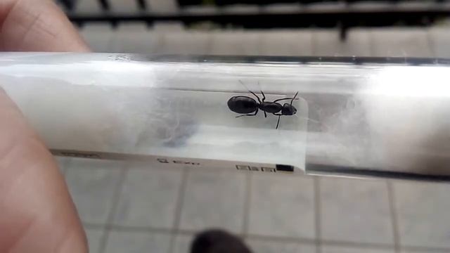 Camponotus lateralis (Italy) 13.05.2021 смотреть онлайн