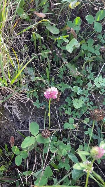 #природа #nature #осень #autumn #2023 #клевер #clover #розовыйклевер #pinkclover смотреть онлайн