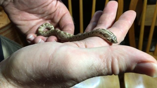 Meet a Western Hognose Snake! смотреть онлайн