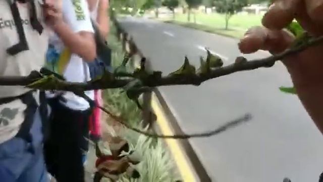 Insectos Espina En Guayabal, Comuna 15
