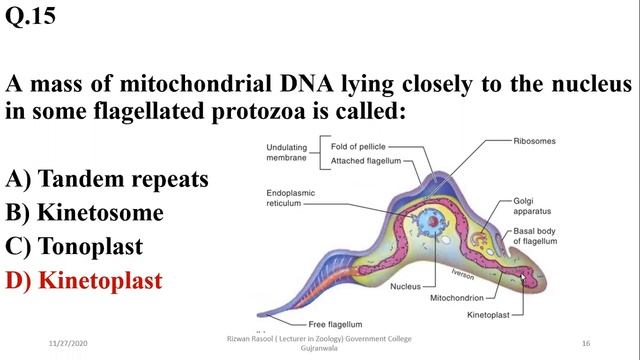 MCQs Protozoa Animal Like Protists #PPSC #ZOOLOGY #MCQs #FPSC смотреть онлайн
