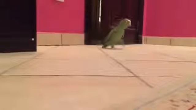 Попугай ходит по полу и смеётся злодейским голосом Прикол юмор ржач смешное в смотреть онлайн