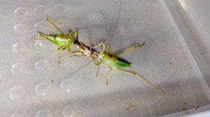 Певчий Кузнечик против Кобылки (кормление) Katydid vs Grasshopper.