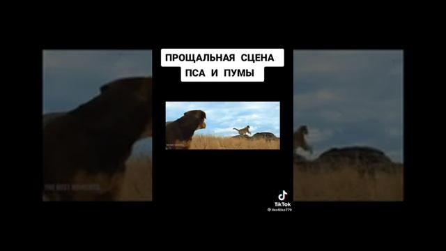 пёс и пума😭😭😭😭😭😭😭 смотреть онлайн