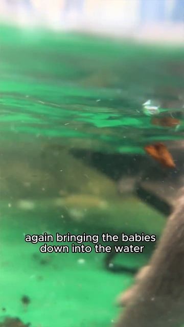 Mother's, you are otterly amazing! 💜 #mothersday #shorts смотреть онлайн