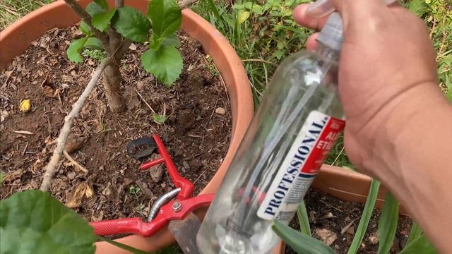 PORQUE DEBEMOS PODAR NUESTROS HIBISCOS PARA QUE DEN MAS FLORES смотреть онлайн