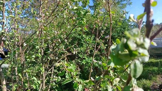 Лето - Дача 🌷 и Туя - Красота 💚🤗 Всем привет и пенья птиц! Лучшего лета! 🫶 #урал #beautifulplace смотреть онлайн