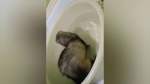 Уход за хорьками.
