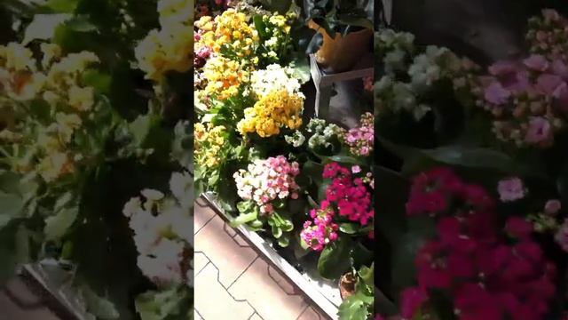 Цветочки в ОБИ 11.08.2018 смотреть онлайн