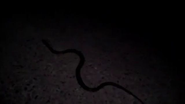 Кобра на дороге \ Cobra on the road смотреть онлайн