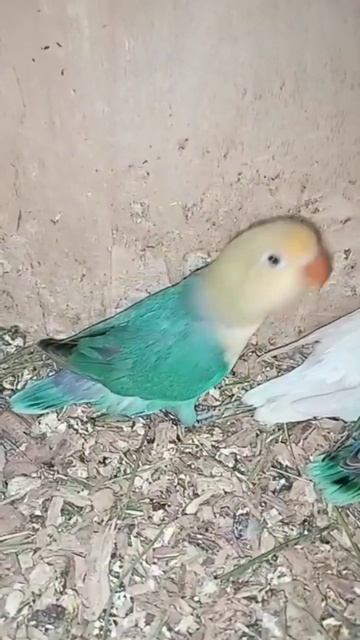 Beautiful Birds in their Nest enjoying #shorts смотреть онлайн