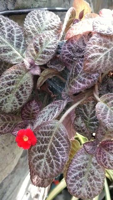 Episcia #episcia #plants #short #saamingbakuranvlogs смотреть онлайн