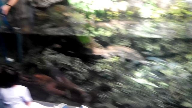 Рыба ? Это плавает у них в реках.